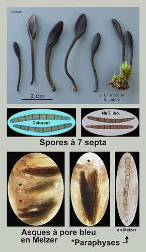 Geoglossum glabrum  Géoglosse glabre.jpg