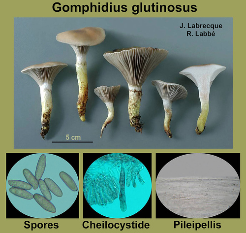 Gomphidius glutinosus   Gomphide glutineux.jpg