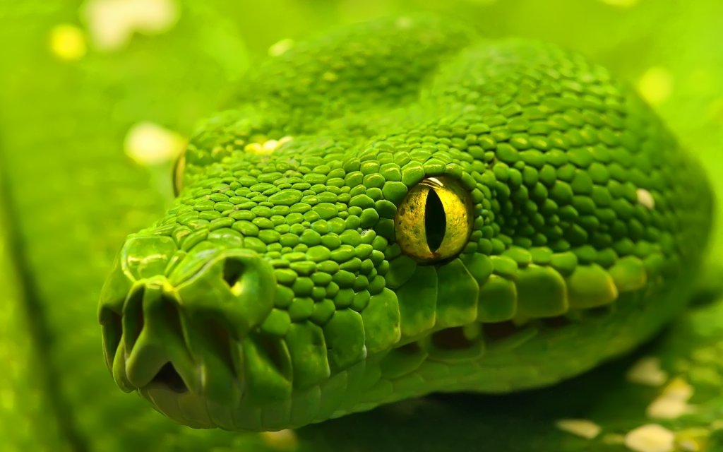 green_anaconda-wide.jpg