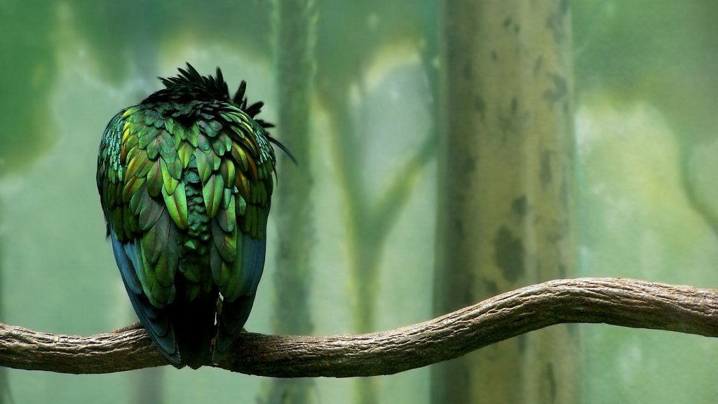 green_colored_bird-HD.jpg