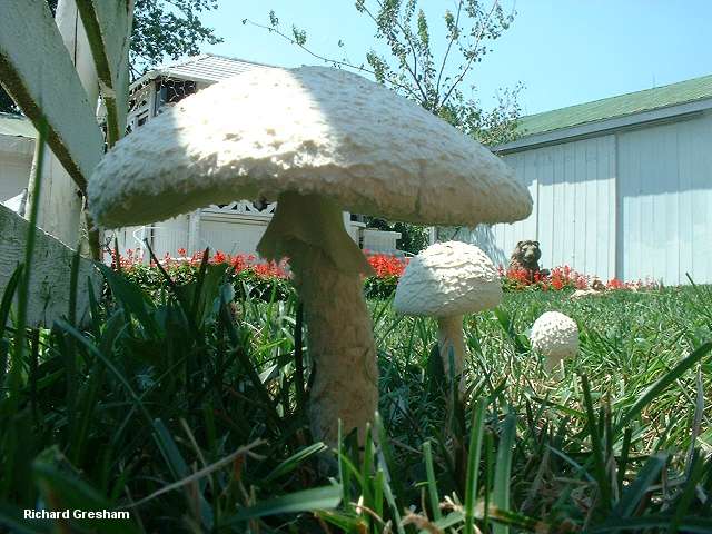 gresham_amanita_thiersii_02.jpg