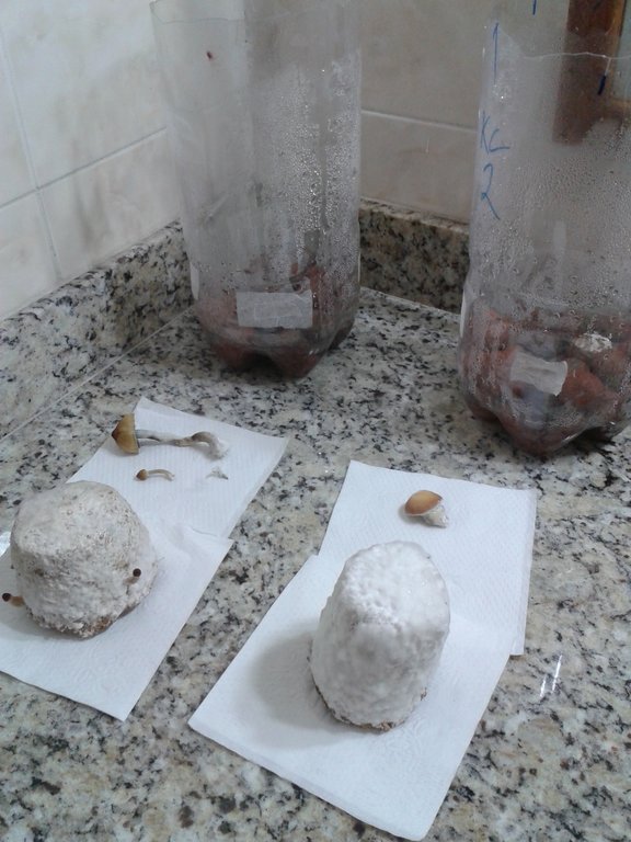 GT1 e KC2 b colhidos.jpg