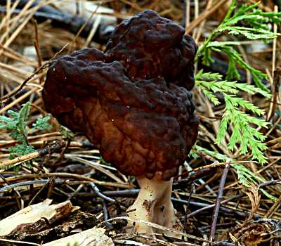 Gyromitra_esculenta1.jpg