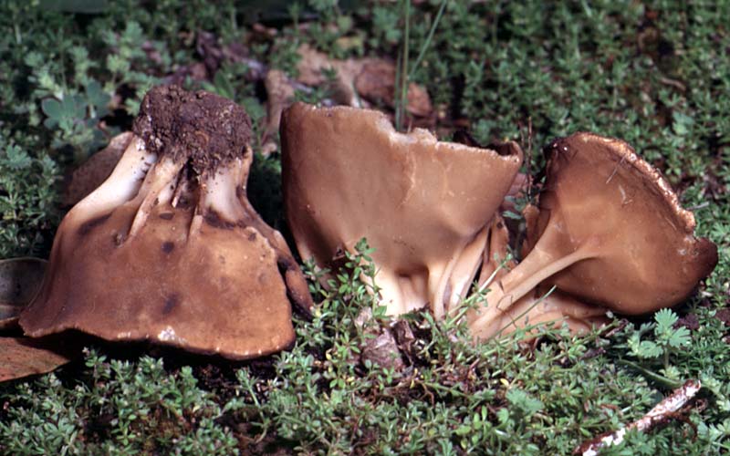 Helvella_acetabulum(bk-01).jpg