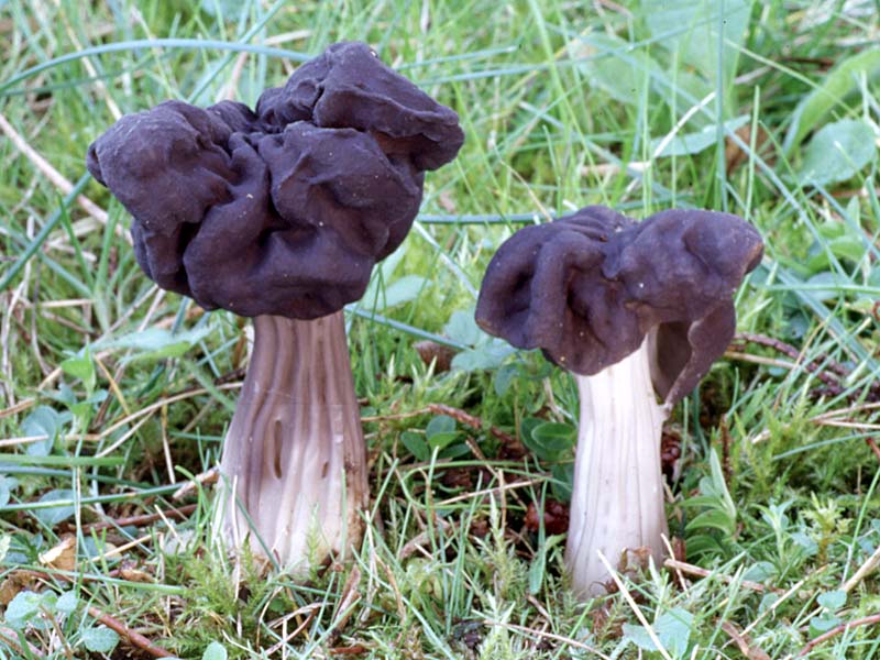 Helvella_lacunosa(fs-03).jpg