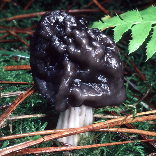 Helvella_lacunosa(tfl-s121-16).jpg