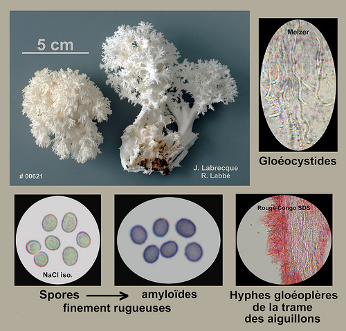 Hericium coralloides  Hydne corail.jpg