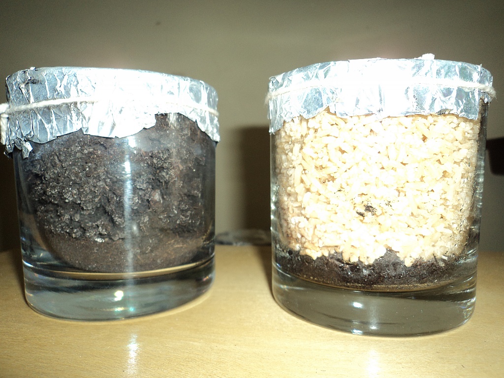 humos e vermiculita - arroz integral com humos.jpg