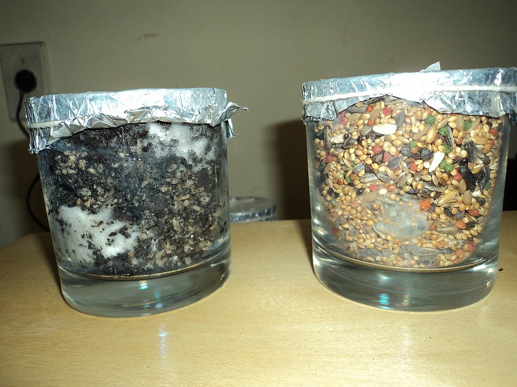 humos vermiculita e arroz integral - sementes para passaros.jpg