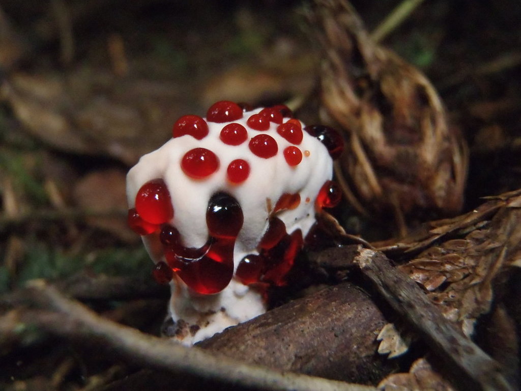 Hydnellum peckii