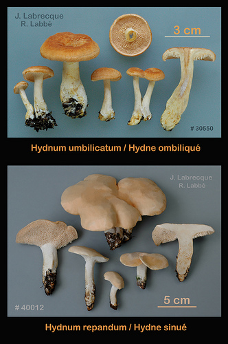 Hydnum umbilicatum vs Hydnum repandum var.album.jpg