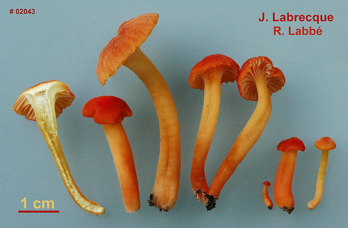 Hygrocybe squamulosa   Hygrophore squamuleux.jpg