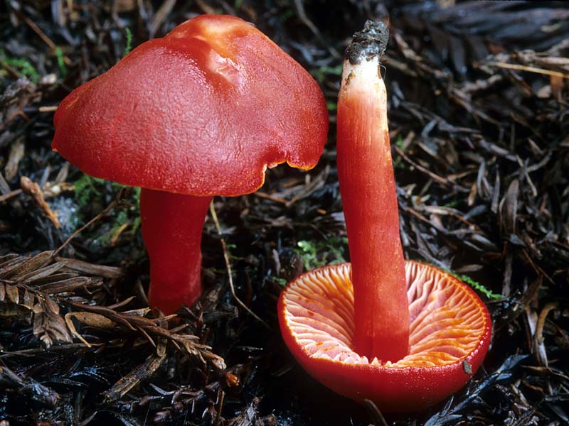 Hygrocybe_coccinea(mgw-02).jpg