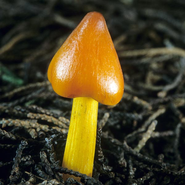 Hygrocybe_conica(mgw-11).jpg