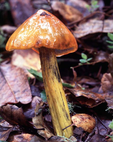 Hygrocybe_conica(tg-02).jpg