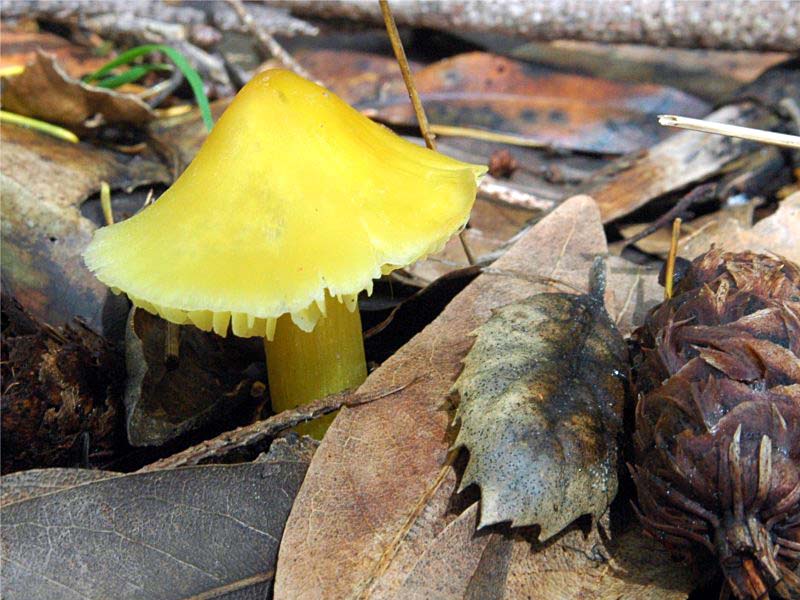 Hygrocybe_flavescens(db-01).jpg