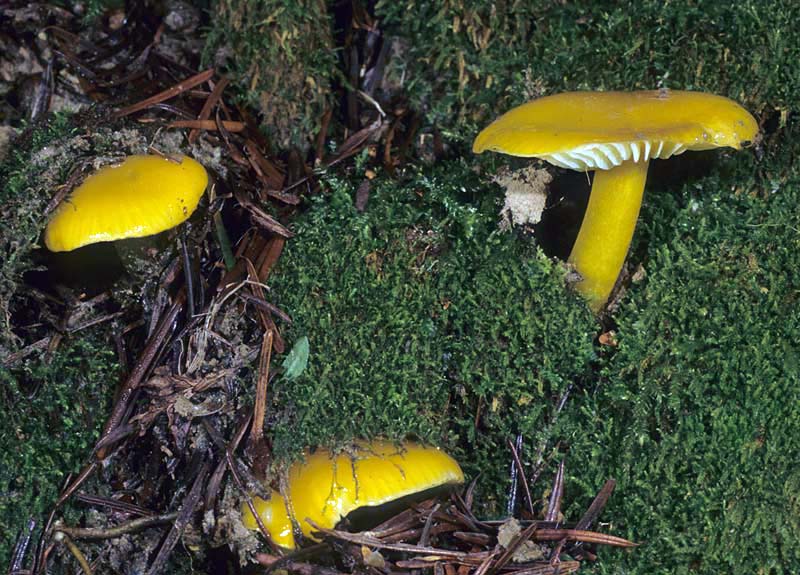 Hygrocybe_flavescens(mgw-02).jpg