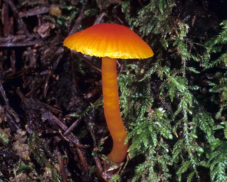 Hygrocybe_miniata(mgw-01).jpg