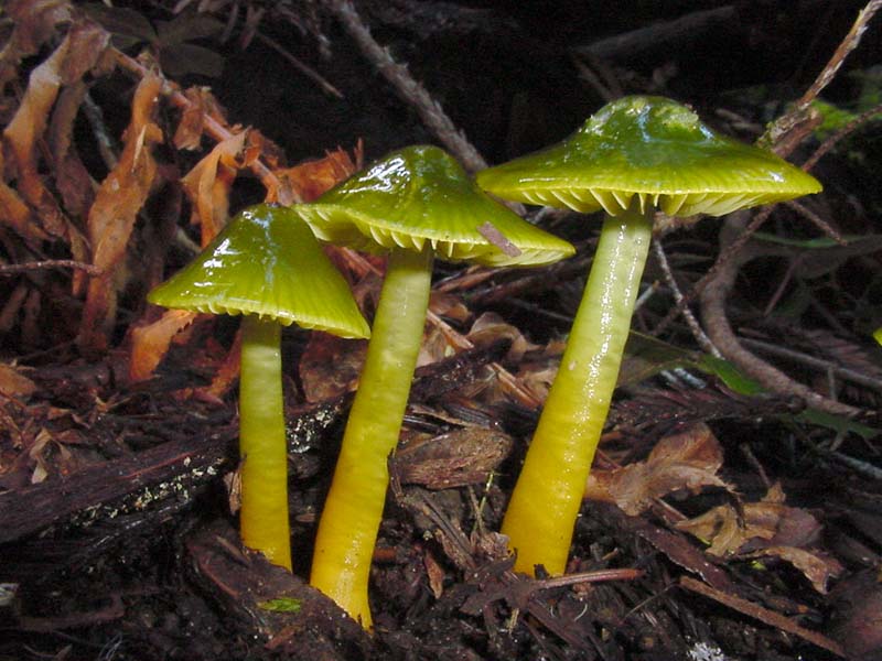 Hygrocybe_psittacina(hes-01).jpg