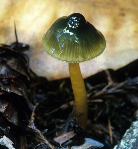 Hygrocybe_psittacina(mgw-04).jpg