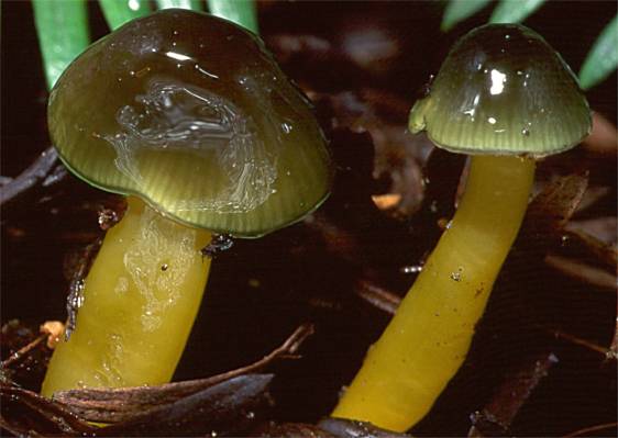 Hygrocybe_psittacina1.jpg