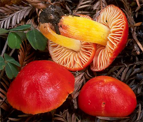 Hygrocybe_punicea1.jpg