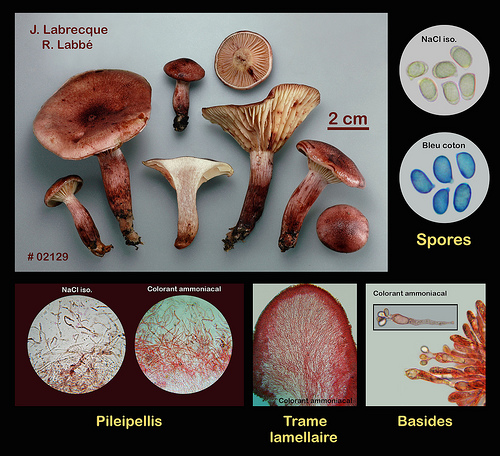 Hygrophorus capreolarius  Hygrophore des chevreuils.jpg