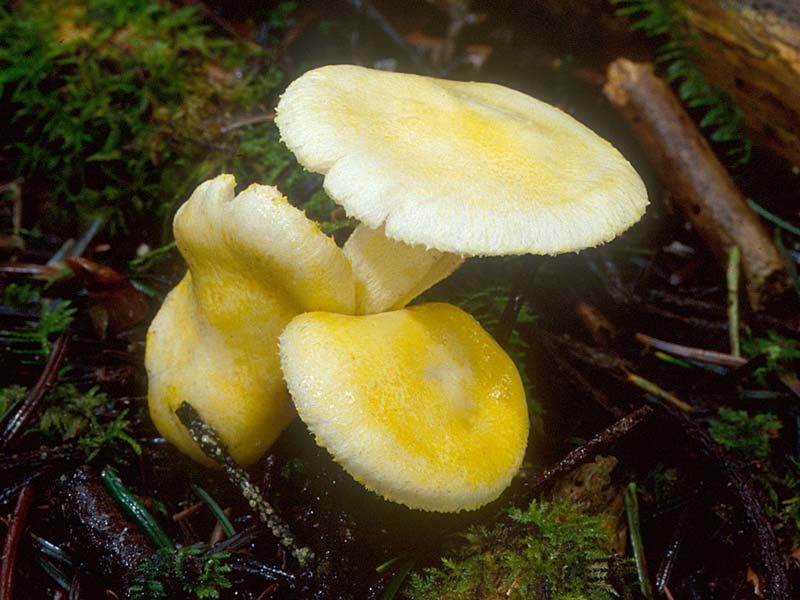 Hygrophorus_chrysodon(mgw-02).jpg