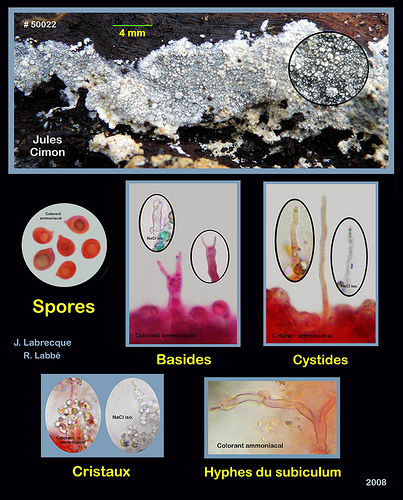 Hyphodontia sp..jpg