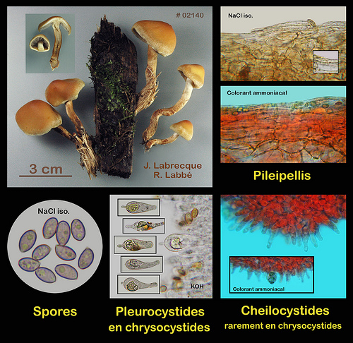 Hypholoma capnoides  Hypholome à lames grises.jpg