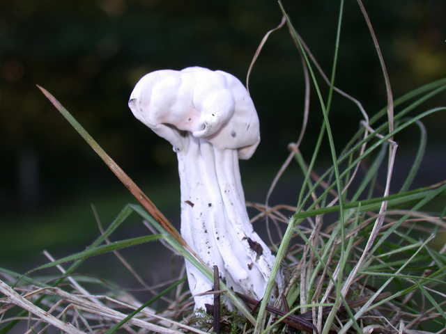 hypomyces cervingenus.jpg