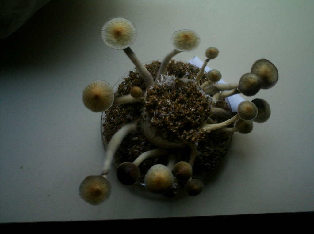IMAG0142.JPG