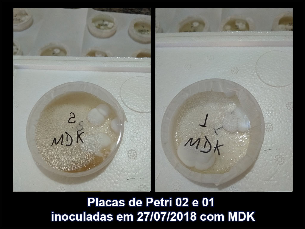 IMG_20180810_133632_02-01_Placas-de-Petri-inoculadas-em-27-07-2018-com-MDK.jpg