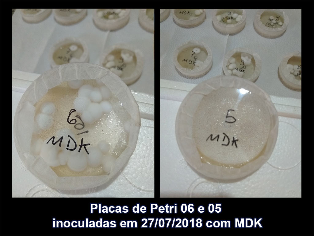 IMG_20180810_133841_06-05_Placas-de-Petri-inoculadas-em-27-07-2018-com-MDK.jpg