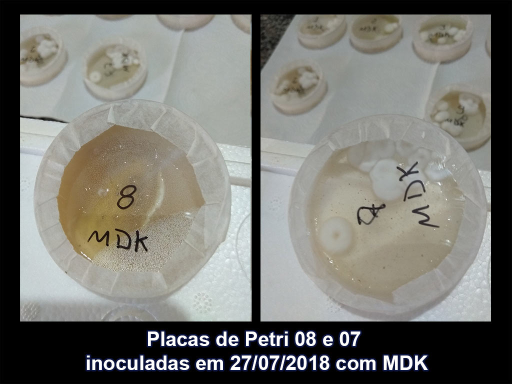 IMG_20180810_133954_08-07_Placas-de-Petri-inoculadas-em-27-07-2018-com-MDK.jpg