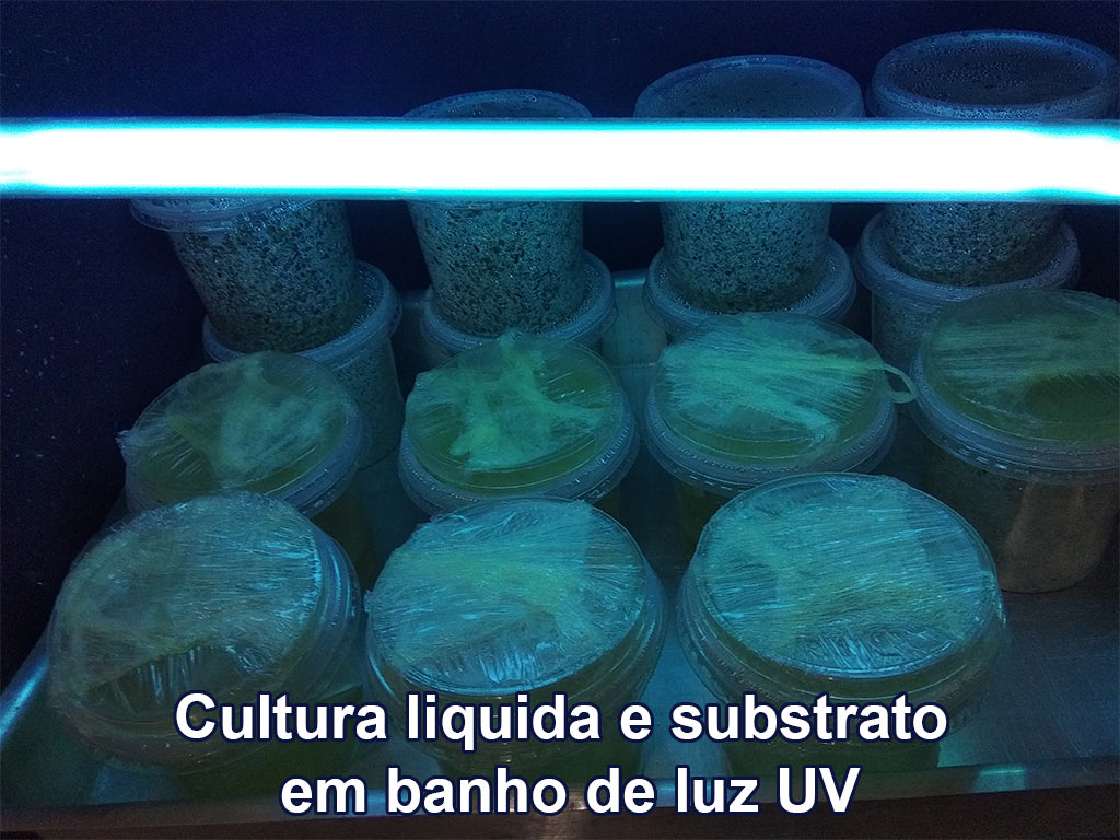 IMG_20180810_140657_Cultura-liquida-e-substrato--em-banho-de-luz-UV.jpg