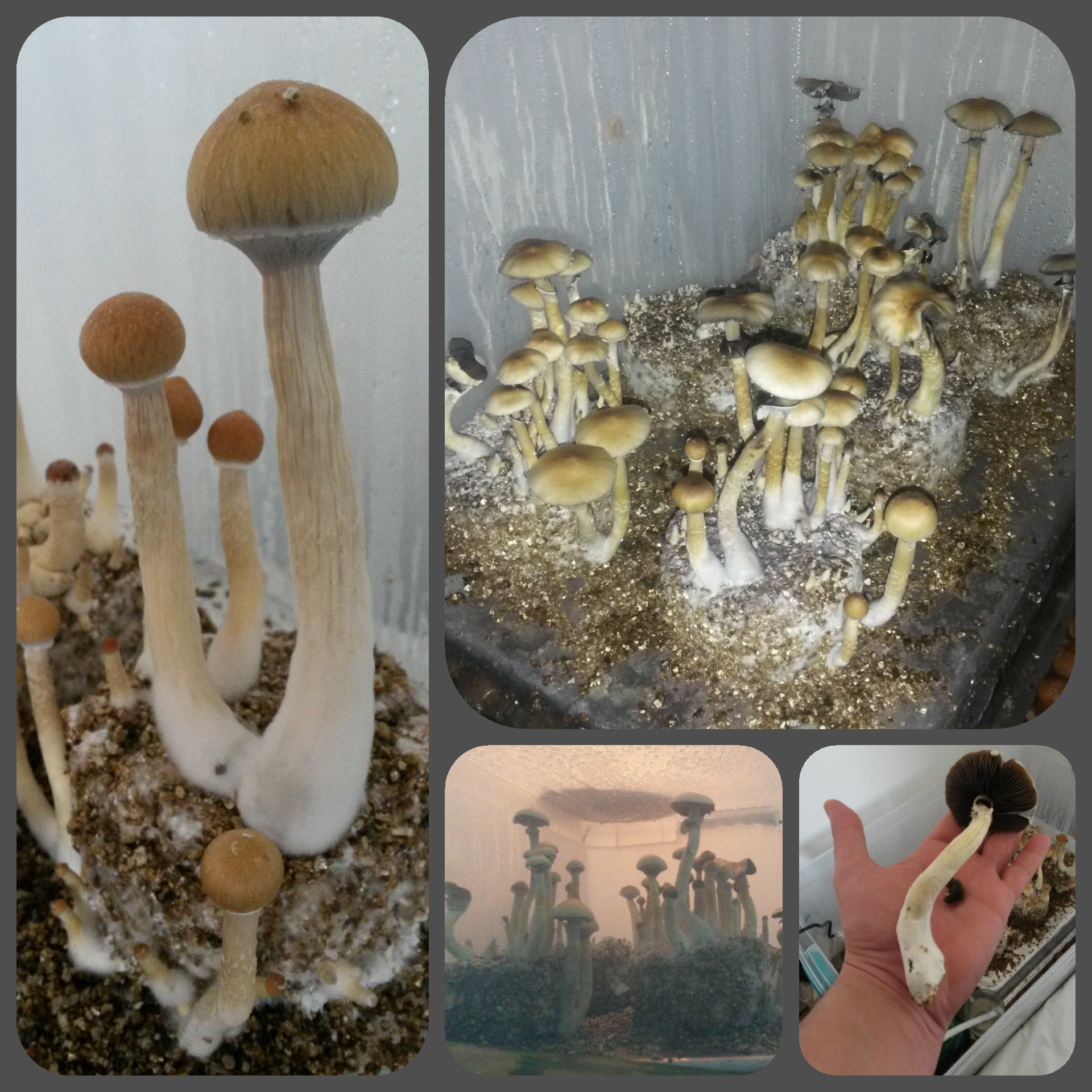 inCollage_20170731_073607368.jpg