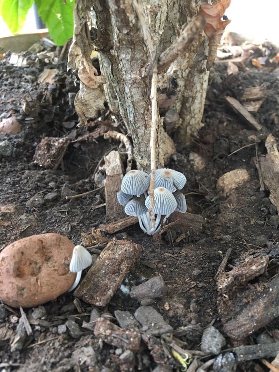 Incriveis cogumelos azuis
