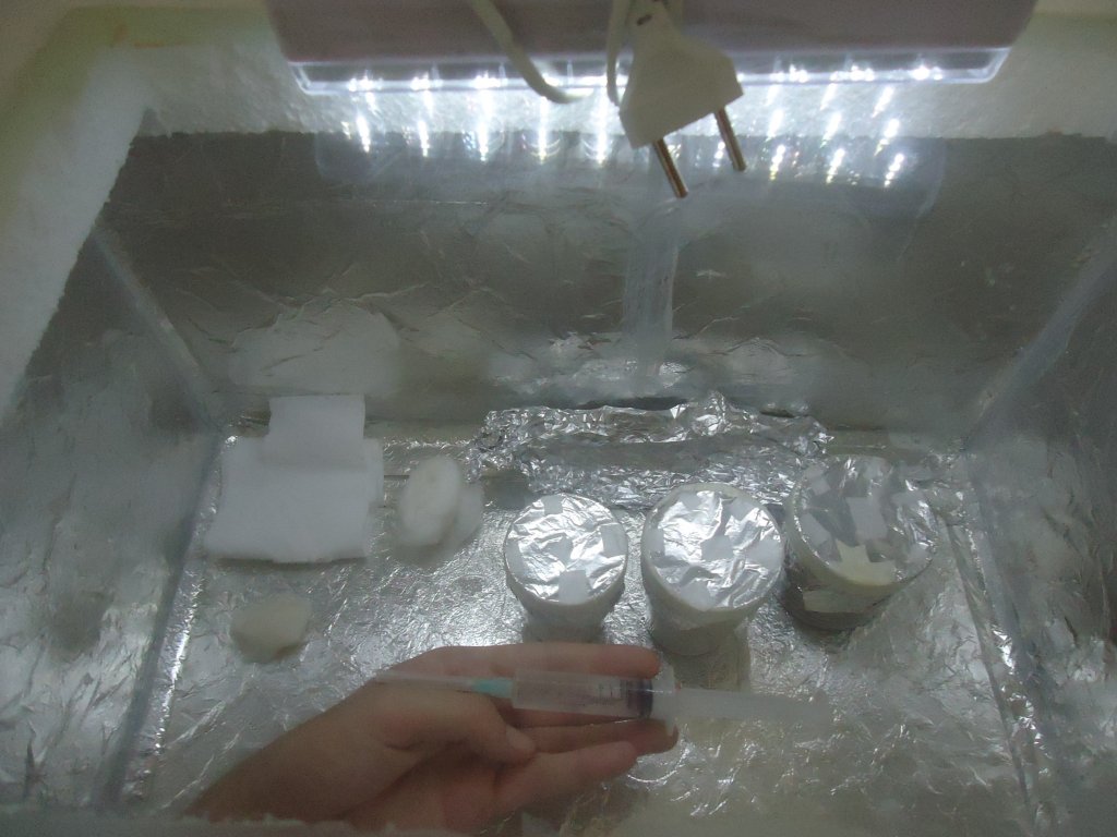 inoculando thainamuang.JPG