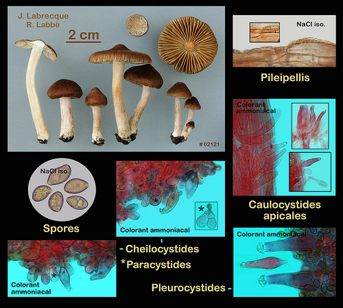 Inocybe fuscidula  Inocybe brunâtre.jpg