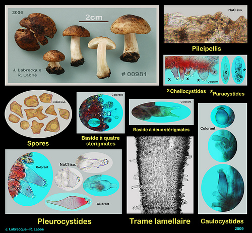 Inocybe sp....jpg