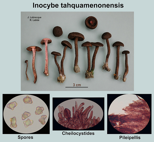 Inocybe tahquamenonensis   Inocybe de Tahquamenon.jpg