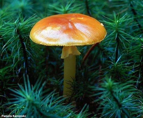 kaminski_amanita_flavoconia.jpg