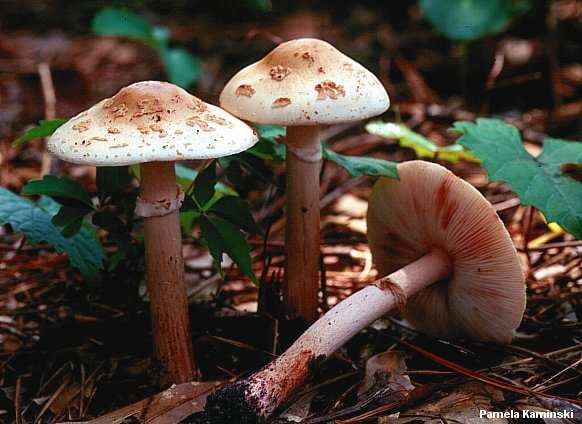 kaminski_amanita_rubescens.jpg