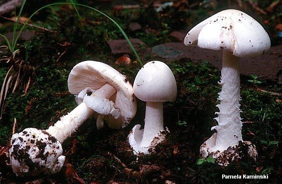 kaminski_amanita_virosa.jpg