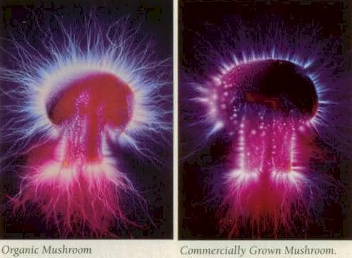 kirlian-mushroom.jpg