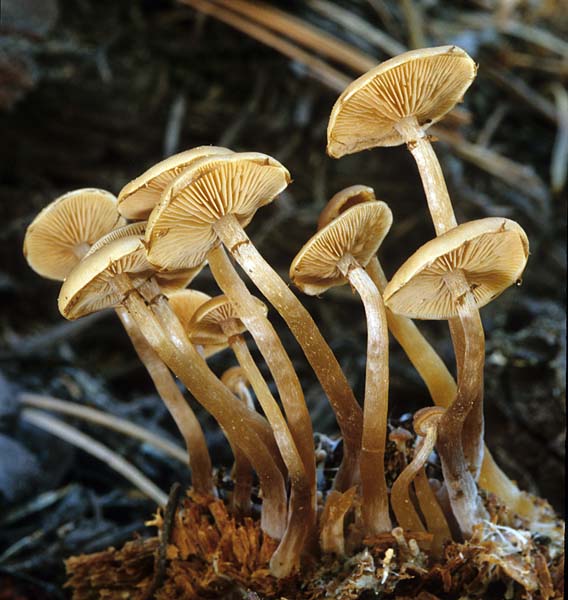 Kuehneromyces_vernalis(mgw-02).jpg