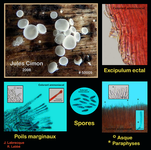 Lachnum subvirgineum.jpg