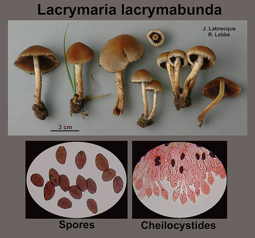 Lacrymaria lacrymabunda   Psathyrelle pleureuse.jpg