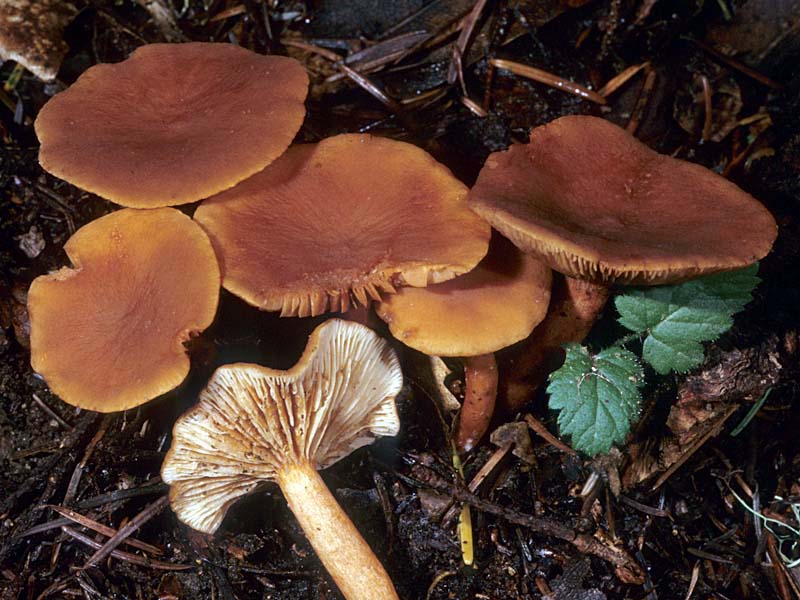 Lactarius_rubidus(mgw-01).jpg